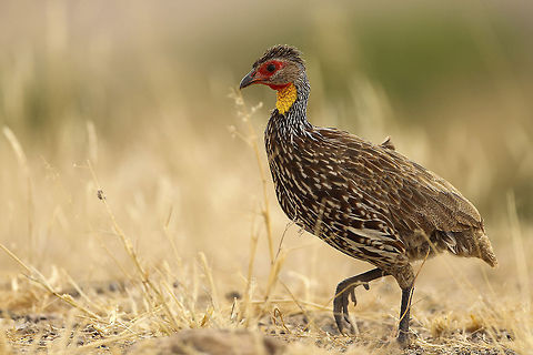 Yellow Necked A common and abundant spurfowl... Geotagged,Kenya,Pternistis leucoscepus,Yellow-necked Spurfowl