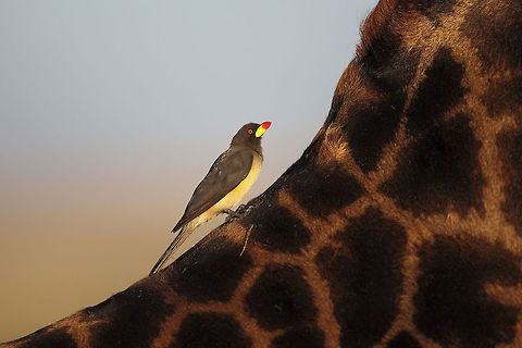 Yellow Billed Although not as common as the red-billed oxpecker, still very easy to see in Kenya. Especially in Masa Mara, Tsavo and Amboseli. Distinct yellow of the bill is the most important difference between the two species. This one also lacks the yellow eye ring. These days, they are confined to national parks and can only be found near wild animals since domestic stock are treated with pesticides for ticks and parasites. Buphagus africanus,Geotagged,Kenya,Yellow-billed oxpecker