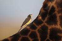 Yellow Billed Although not as common as the red-billed oxpecker, still very easy to see in Kenya. Especially in Masa Mara, Tsavo and Amboseli. Distinct yellow of the bill is the most important difference between the two species. This one also lacks the yellow eye ring. These days, they are confined to national parks and can only be found near wild animals since domestic stock are treated with pesticides for ticks and parasites. Buphagus africanus,Geotagged,Kenya,Yellow-billed oxpecker