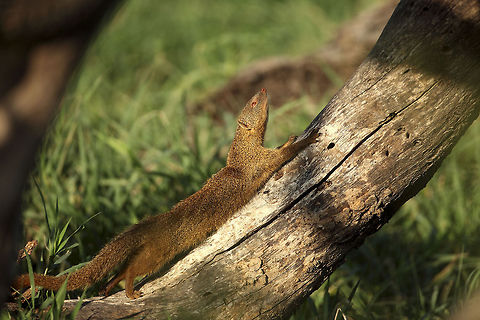Dwarf Mongoose are much fun to watch. Their social dynamics, agility and funny moves are must see... Common Dwarf Mongoose,Geotagged,Helogale parvula,Tanzania