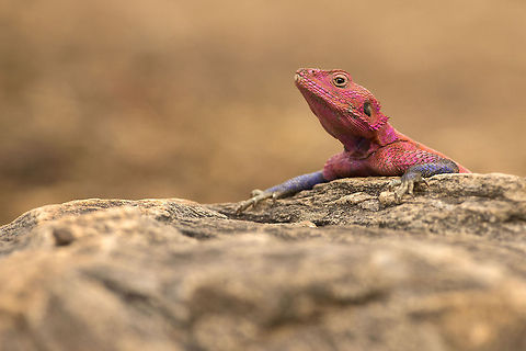 Pink & Purple A very common and beautiful lizard of the Mara plains... Agama mwanzae,Geotagged,Kenya,Mwanza flat-headed rock agama