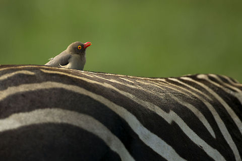Red Billed Much more common than the yellow-billed. Uploaded for comparison with the yellow-billed... Africa,Buphagus erythrorhynchus,Geotagged,Kenya,Nakuru,Red-billed oxpecker,oxpecker