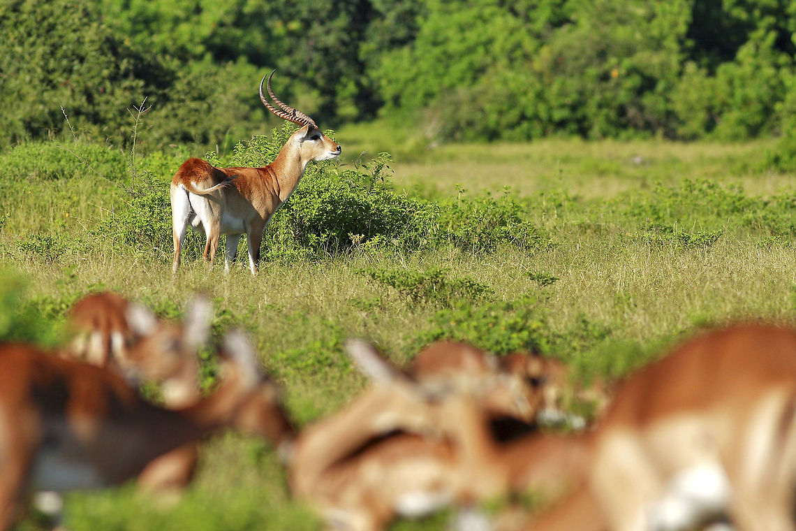 Lechwe A beautiful antelope species. In this photo, a male with his harem... Botswana,Geotagged,Kobus leche,Lechwe