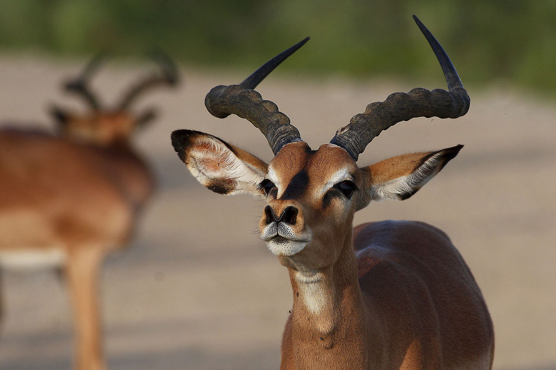 Black Faced Impala Not much different than the regular impala. Said to be a bit bigger than the common impala. What gives it away is the distinct black patch on the face. Distribution is very limited to Southern Africa. Aepyceros melampus petersi,Black-faced Impala,Etosha,Geotagged,Namibia