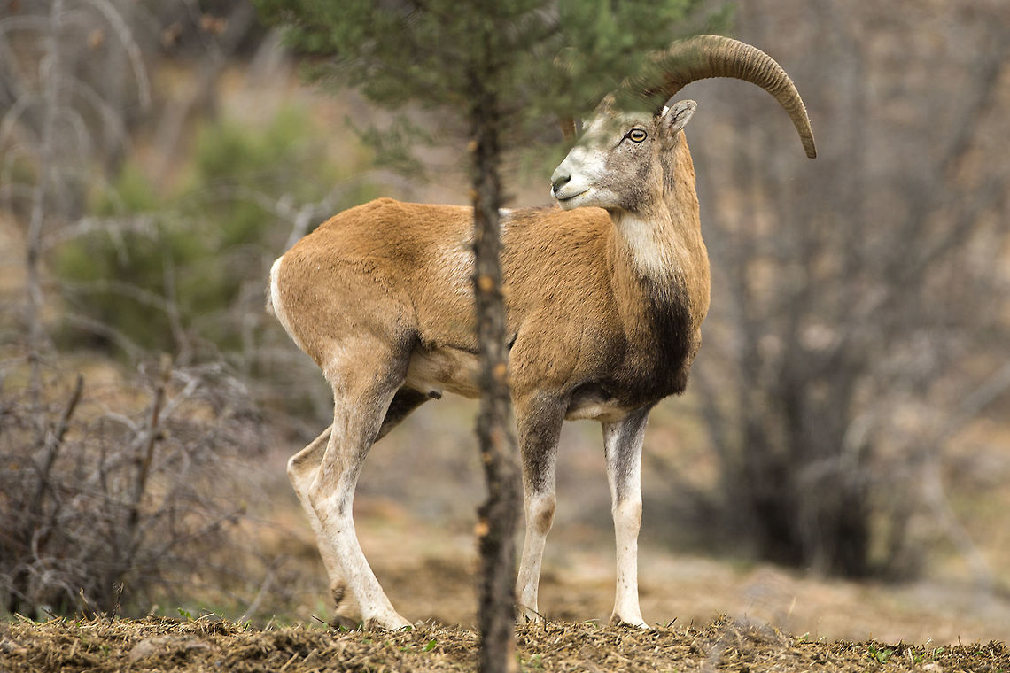 Anatolian mouflon Anatolian mouflon (Ovis gmelini anatolica) is a critically endangered species, which is endemic to Anatolia. It&#039;s population is divided into two districts; Konya - Bozdag and Ankara - Nallihan. Anatolian mouflon went extinct from Nallihan region in 1964 and it was re-introduced in 2006 with individuals brought from Bozdag region. Now there is a breeding population of around 120 individuals in Nallihan region and the numbers are rising slowly. The rise is slow because there are wolves in the area and the lambs are easy prey. Fall,Geotagged,Mouflon,Turkey,horns,sheep