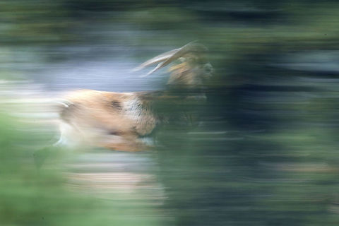 Mouflon on the run I've just returned from one of the hardest assignments I've had: filming the Anatolian mouflon for the Turkish national parks. It's one of the most alert animals I've ever worked with. The terrain it lives on is extremely rough and the animal is virtually invisible unless it moves.  Domestic sheep,Fall,Geotagged,Mouflon,Ovis aries,Ovis orientalis,Turkey
