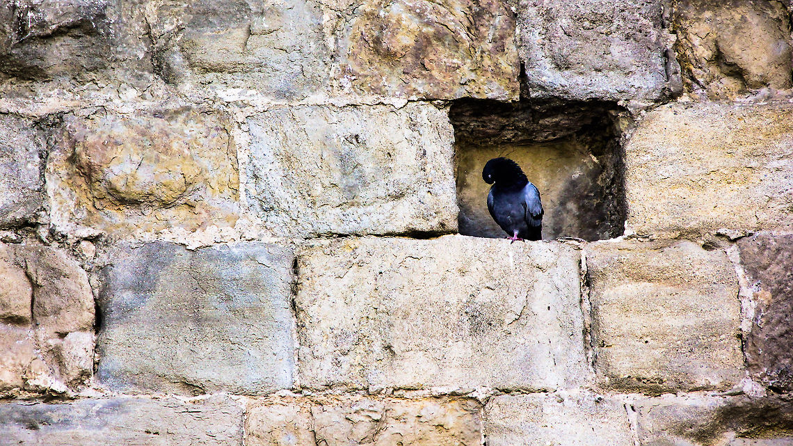 IMG_0774-2-2  Columba livia domestica,Domestic Rock Pigeon