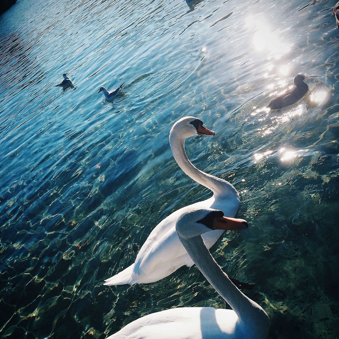 IMG_2686 Processed with VSCOcam with hb2 preset Cygnus olor,France,Geotagged,Mute Swan