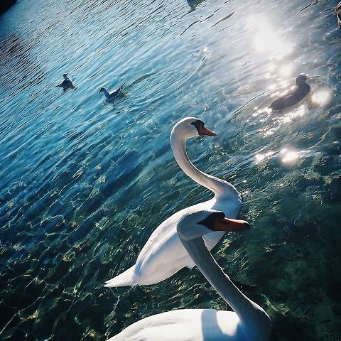 IMG_2686 Processed with VSCOcam with hb2 preset Cygnus olor,France,Geotagged,Mute Swan