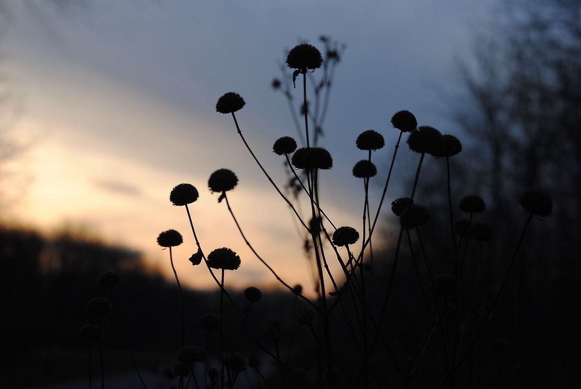 Against the Sunset Took a trip to Fort Harrison State Park yesterday, and it definitely paid off. The sunset was absolutely beautiful. Geotagged,Sky,Sunset,United States,dead,silhouette,sun