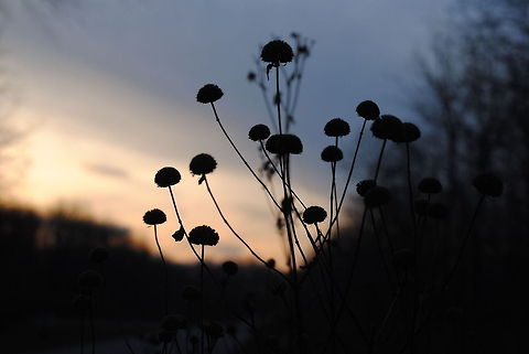 Against the Sunset Took a trip to Fort Harrison State Park yesterday, and it definitely paid off. The sunset was absolutely beautiful. Geotagged,Sky,Sunset,United States,dead,silhouette,sun