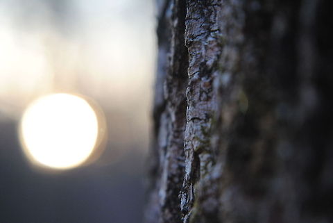 Burning Sun Used a 6 mm macro lens attachment, once again at Fort Harrison. Bark,Geotagged,Macro,Sunset,Tree,United States,sun,tree bark