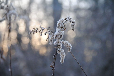 Plant Hug I really really really love this shot. It's one that I'm most proud of. Sunset is my weakness. Geotagged,Macro,Sunset,United States,dead,fluff,plant,sharp