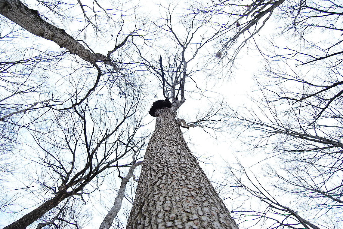 Tall Trees Leading lines. Photography class 101, right? Geotagged,United States,bark,blue sky,branches,leading lines,tall trees,trees