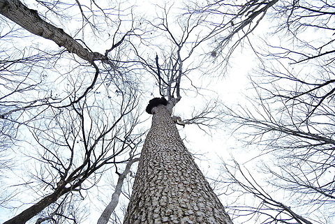 Tall Trees Leading lines. Photography class 101, right? Geotagged,United States,bark,blue sky,branches,leading lines,tall trees,trees