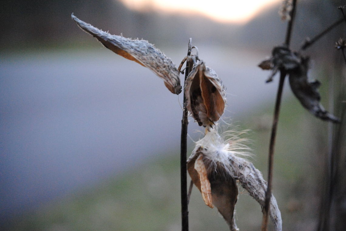 Blown Away I don&#039;t know the species. Some kind of cotton, maybe? Anyways, I like the focus. Asclepias syriaca,Geotagged,United States,cotton,dead,focus,plant,sharp,sunset
