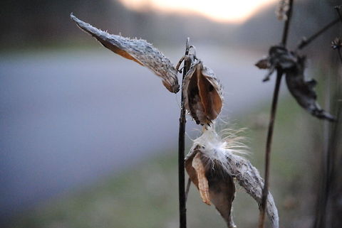 Blown Away I don't know the species. Some kind of cotton, maybe? Anyways, I like the focus. Asclepias syriaca,Geotagged,United States,cotton,dead,focus,plant,sharp,sunset
