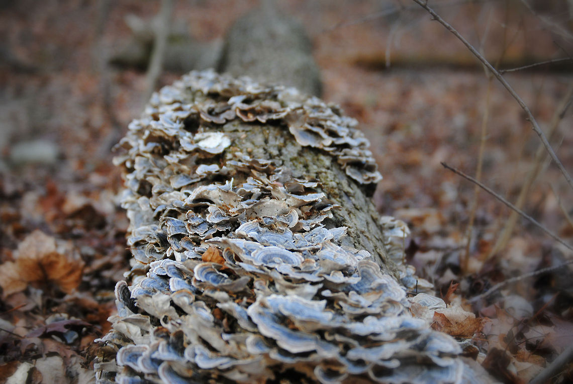 Fungus Overthrows This fallen tree was completely overtaken by some sort of fungus that looks dead now. I thought it was extremely interesting. Geotagged,Trametes versicolor,Turkey tail,United States,dead,fallen tree,fungus,gray,overtaken,sunset,tree