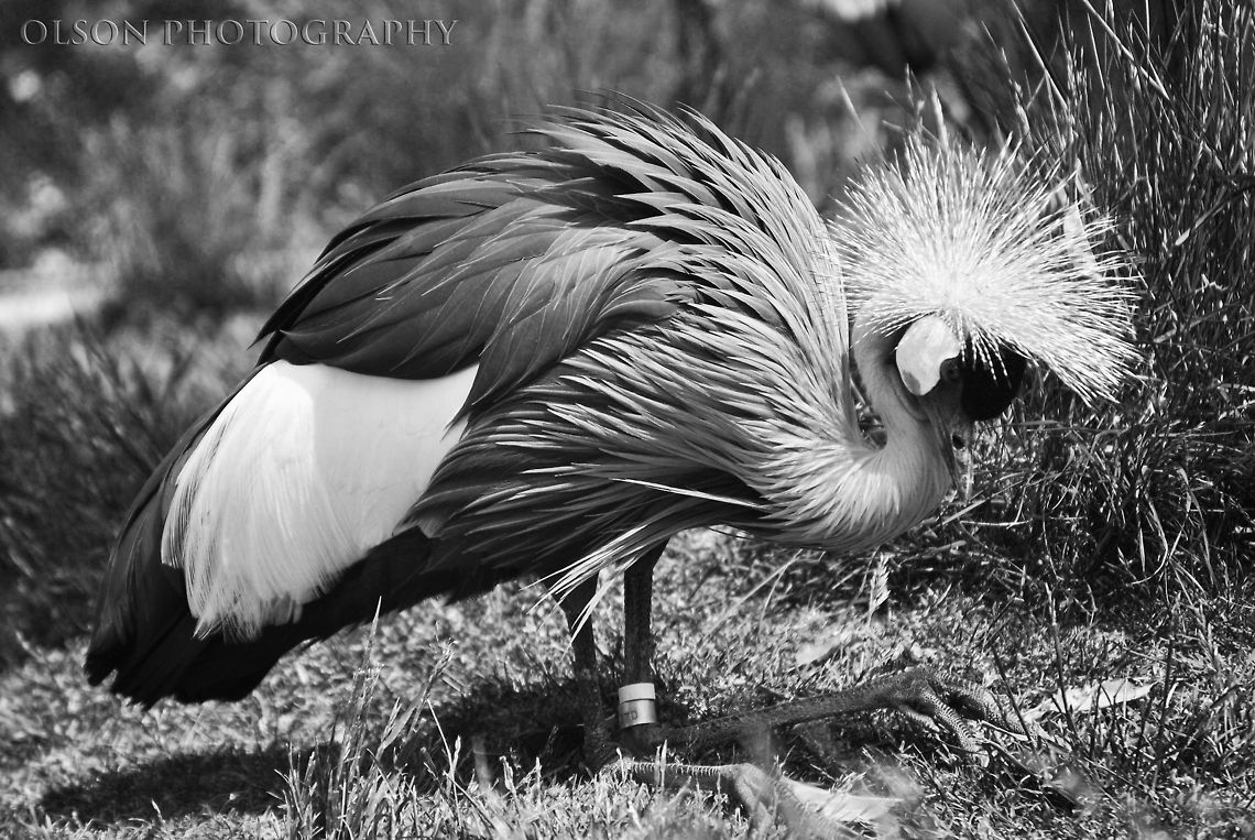 Crazy Hair Interesting looking bird, I&#039;d appreciate it if someone helped identify the species. Kind of a busy photo, but I like it. Balearica regulorum,Geotagged,Grey crowned crane,Spring,United States,bird,black and white,feathers,walking,zoo