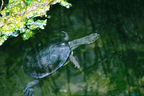 Reaching Turtle This snake necked turtle really fascinated me. As I have a weakness for sunsets, I also have one for turtles. Chelodina longicollis,Eastern Long Necked Turtle,Geotagged,Spring,United States,black,green,reflection,snake necked turtle,turtle,underwater,water