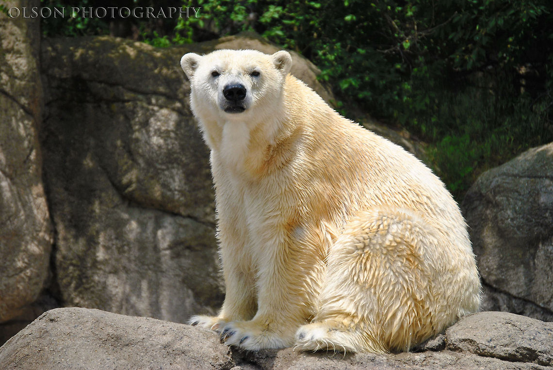 Polar Bear Stare He was really cute, I couldn&#039;t help but snap a few shots. Geotagged,Polar Bear,Spring,United States,Ursus maritimus,bear,polar bear,stare,white,zoo