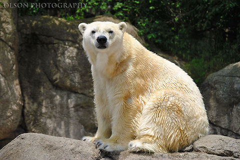 Polar Bear Stare He was really cute, I couldn't help but snap a few shots. Geotagged,Polar Bear,Spring,United States,Ursus maritimus,bear,polar bear,stare,white,zoo