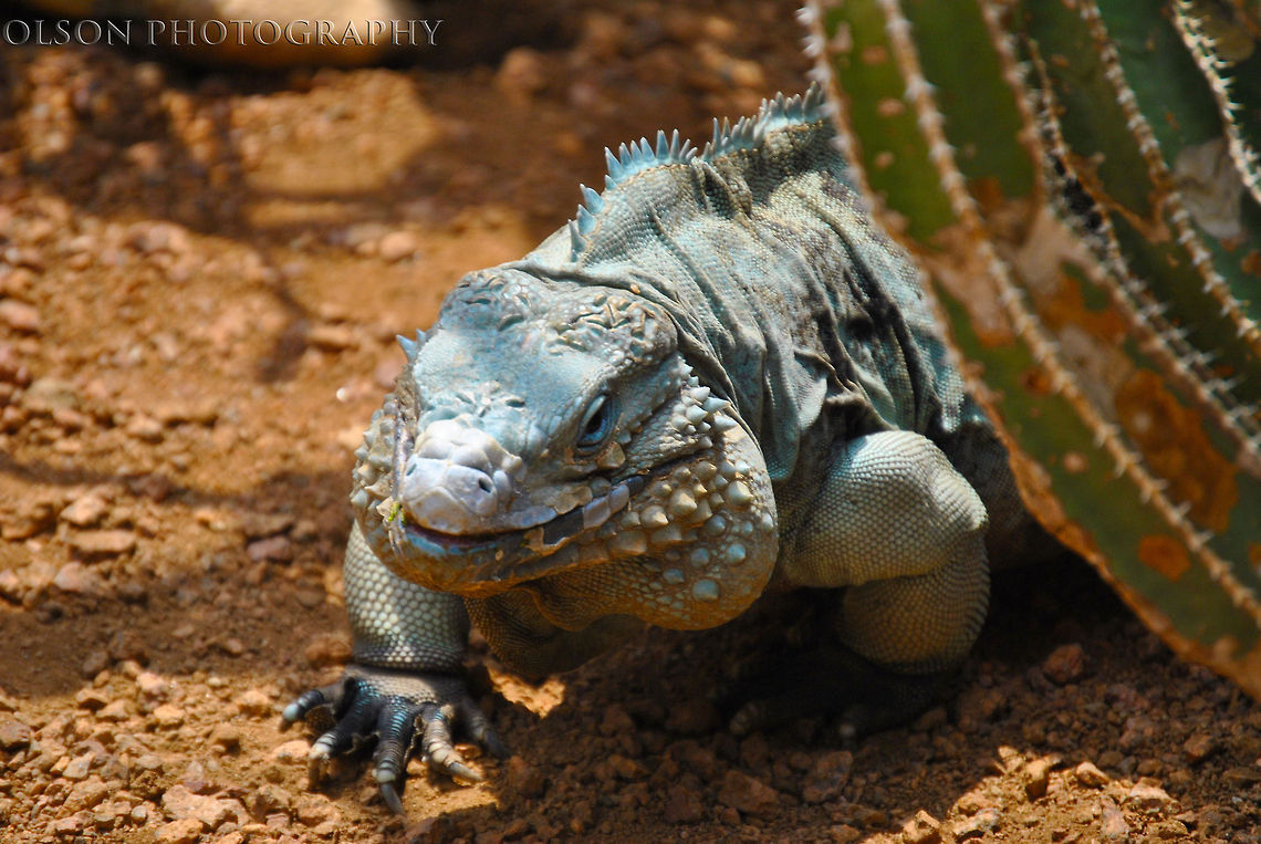 Peaking Dragon Not the most interesting shot, but just look at that face, isn&#039;t he handsome? Blue iguana,Cyclura lewisi,Geotagged,Spring,United States,desert,dragon,lizard,plant,sand,zoo