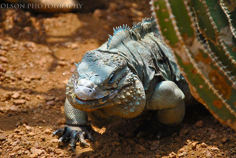 Peaking Dragon Not the most interesting shot, but just look at that face, isn't he handsome? Blue iguana,Cyclura lewisi,Geotagged,Spring,United States,desert,dragon,lizard,plant,sand,zoo