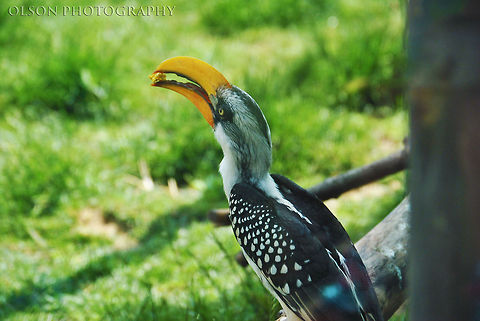 Sweet Treats I almost fell into the exhibit trying to shoot this. Eastern Yellow-billed Hornbill,Geotagged,Tockus flavirostris,bird,eating,united states,zoo