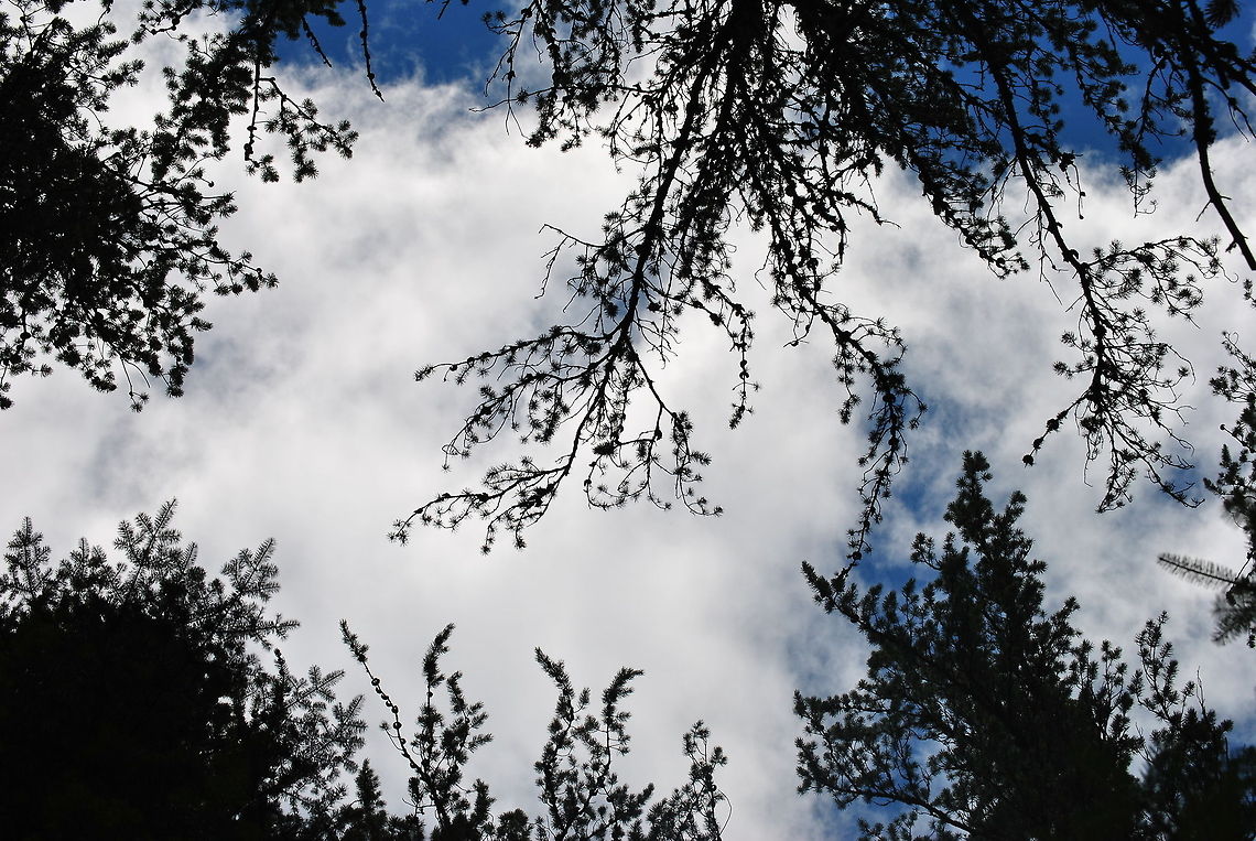 Painted Branches I think the hint of color really stands out. blue,silhouette,sky,trees