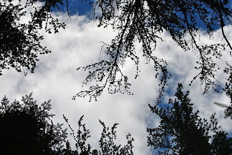 Painted Branches I think the hint of color really stands out. blue,silhouette,sky,trees