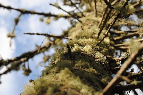 Mossy Trunk Once again near Lake Superior in Minnesota. hiking,moss,sun,sunlight,tree,woods