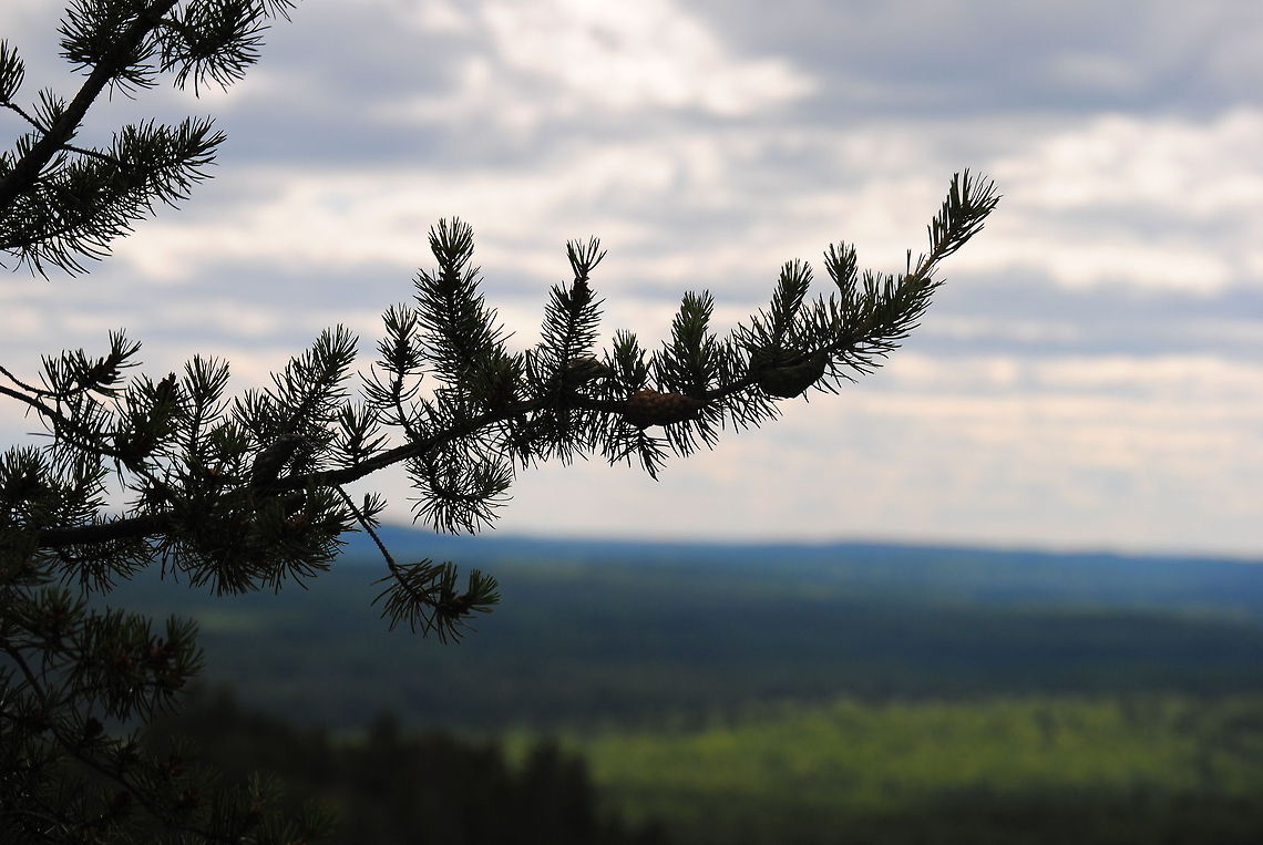 Overlook Taken from the highest point in Minnesota: Eagle Mountain. Minnesota is so beautiful and I am proud to call it my home. The ten mile hike was worth this shot! Geotagged,Jack pine,Pinus banksiana,United States,high,hiking,mountain,tree