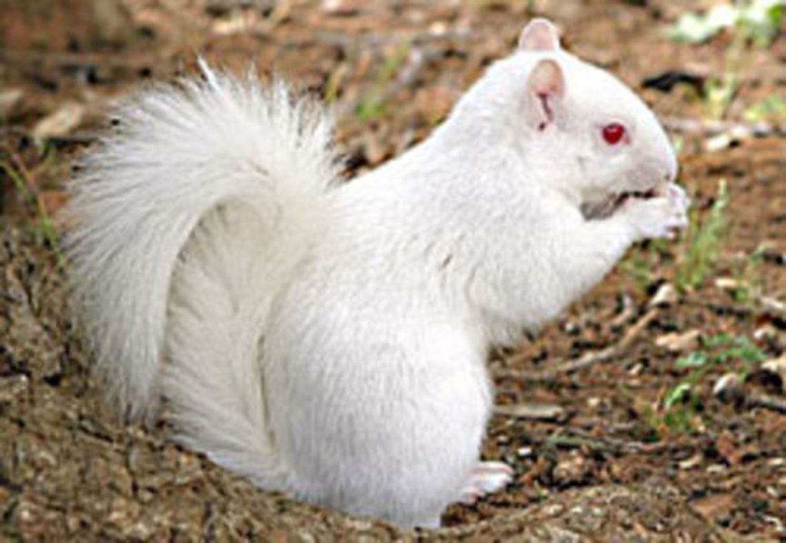 Albino Squirrel AlbinoSquirrel Albino,Eastern gray squirrel,Sciurus carolinensis,Squirrel