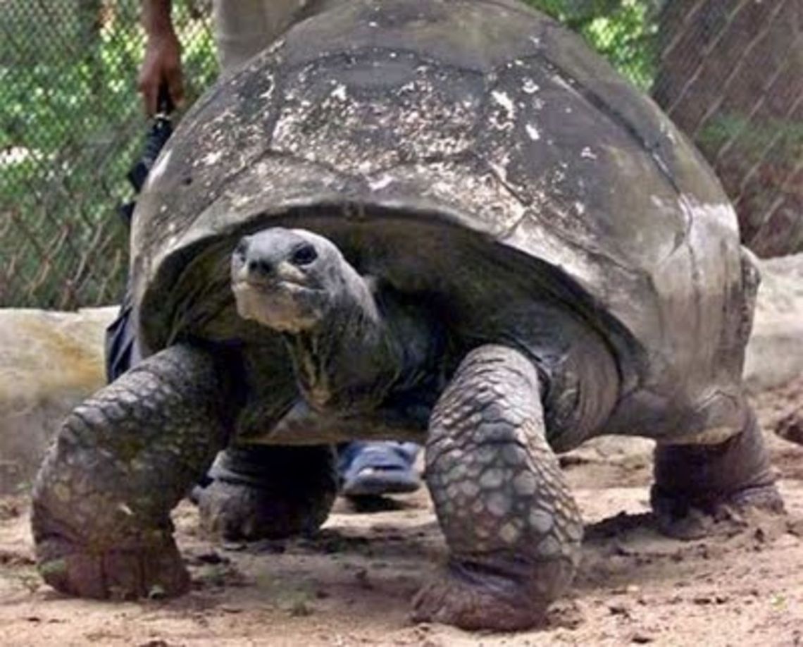 Giant Tortoise Giant Tortoise Chelonoidis nigra,Galápagos tortoise,Reptiles,Tortoise