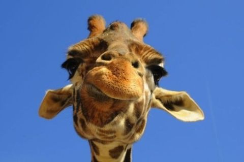 Giraffe closeup Giraffe closeup Giraffa camelopardalis,Giraffe