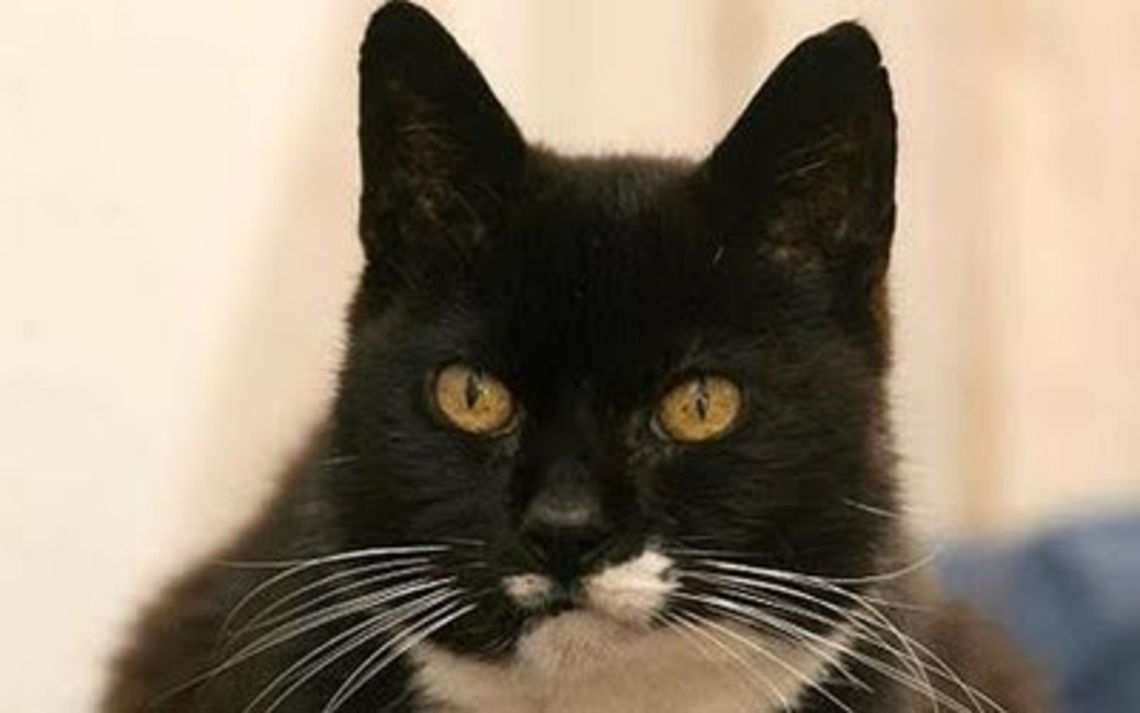 amazing-animal_(2)  Domestic cat,Felis catus...hieroglyph snipped...