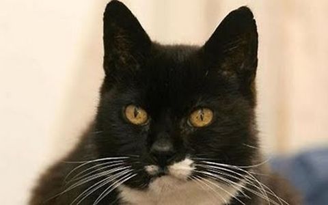 amazing-animal_(2)  Domestic cat,Felis catus...hieroglyph snipped...