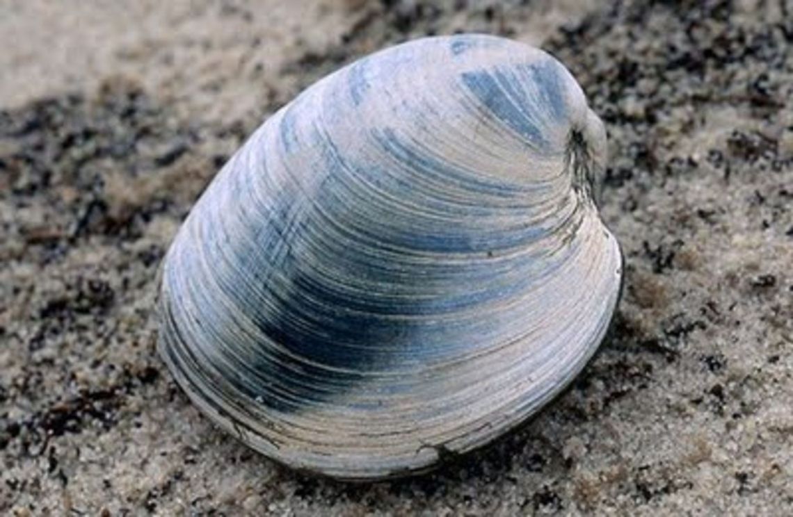 Shell at the beach Shell at the beach Shell