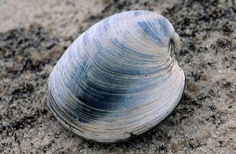 Shell at the beach Shell at the beach Shell