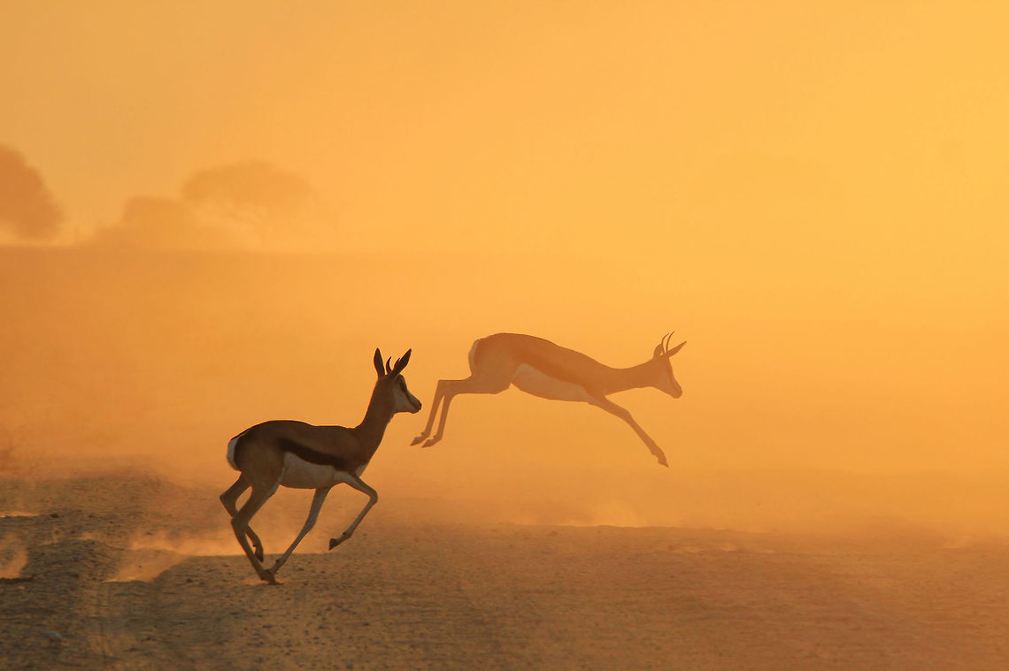 Springbok - African Wildlife - Golden Run A pair of Springbok run and jump into the golden dust of sunset.  Photographed in Namibia.   Africa,Antidorcas marsupialis,Namibia,Springbok,action,animal,antelope,background,beautiful,classic,dusk,fantastic,free,horns,icon,inspire,instinct,jump,life,lovely