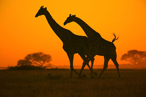 Giraffe - African Wildlife - Golden Freedom A pair of Giraffe cows run across an open plain at sunset.  Photographed in Namibia, southwestern Africa.  Giraffa camelopardalis,Giraffe,Namibia,africa,animal,antelope,beautiful,classic,color,colorful,dusk,fantastic,giraffe,harmony,magnificent,majestic,orange,splendor,sunset,tranquility