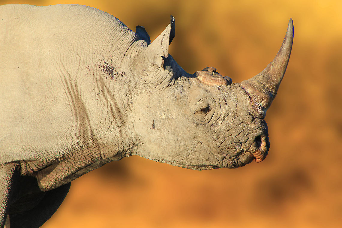Black Rhino Bull - Horned Value A Black Rhino bull with its inner horn removed for protection from poachers. Normally, if done correctly, the horn will grow again after de-horning. In this bull's case, the horn was removed "to deep" and it did not regrow. The front horn was also removed, correctly, and it has re-grown. Poaching of this species is extremely depressing and causing severe pressure on the species. Protection is vital and critical. Extinction is nearing at an alarming rate ... and all because of irrelevant believes in the horn's medical properties. Black rhinoceros,Diceros bicornis,beautiful,endangered,fantastic,free,horn,icon,iconic,magnificent,majestic,mammal,pachyderm,powerful,rare,species,splendor,super,wild,wildlife