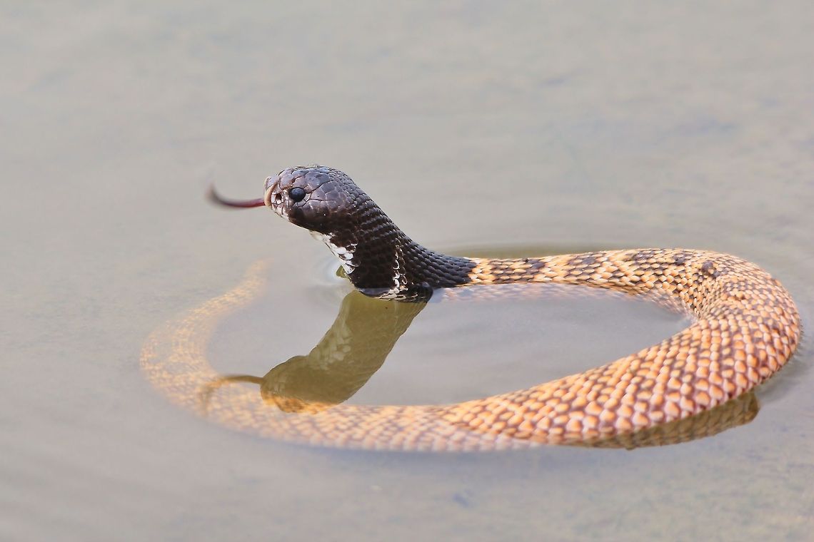 Shield Nose Snake - Curl of Danger This is a rare and uncommon species of Shield Nose Snake (Aspidelaps scutatus).  The shape of its head allows it to dig through loose sand where it looks for and preys on other snakes, rodents and lizards.  Poisonous and Dangerous to man.   Africa,Aspidelaps scutatus,Namibia,Shield Snake,Shieldnose Cobra,beautiful,black,colorful,curl,dangerous,fantastic,icon,nose,rare,red,reptile,shape,snake,splendor,toxic