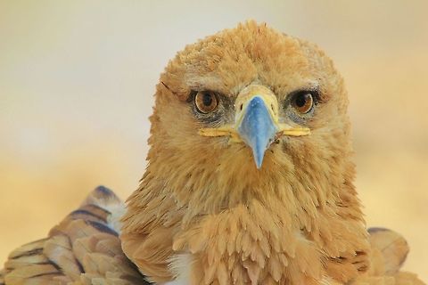 Tawny Eagle - Stare of Intense Power An adult Tawny Eagle stares into the lens with supreme self confidence and power.  This guy accidentally landed right in front of me (approx. 10 feet away).  I had half a second to photograph him before he flew off again.   Aquila rapax,Geotagged,Namibia,Tawny Eagle,fantastic,free,golden,intense,magnificent,majestic,plumage,power,raptor,splendor,stare,wild,wonder