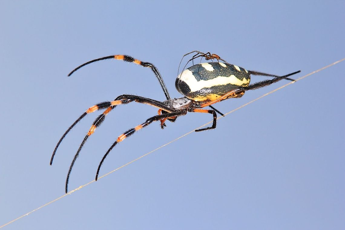 Golden Orb Web Weaver - Romantic Nature This photograph entails a male Golden Orb Web Weaver (Nephila genus) hitching a ride on a much larger female spider.  Romance in Nature is always entertaining and unique.   Banded-legged Golden Orb-web Spider,Geotagged,Namibia,Nephila senegalensis,colorful,funny,hilarious,humor,love,markings,mating,reproduction,romance,spider,venom,web