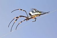 Golden Orb Web Weaver - Romantic Nature This photograph entails a male Golden Orb Web Weaver (Nephila genus) hitching a ride on a much larger female spider.  Romance in Nature is always entertaining and unique.   Banded-legged Golden Orb-web Spider,Geotagged,Namibia,Nephila senegalensis,colorful,funny,hilarious,humor,love,markings,mating,reproduction,romance,spider,venom,web