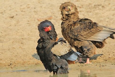 Bateleur Eagle - Mother and Eaglet This photograph entails an adult female Bateleur Eagle and her Eaglet, visiting a watering hole in Namibia.  Eagles love watering holes and will often visit places with water, both to quench thirst and to cool off.   Bateleur,Geotagged,Namibia,Terathopius ecaudatus,beautiful,colorful,eagle,eaglet,fantastic,magnificent,majestic,parent,powerful,red,splendor,wild,wonder