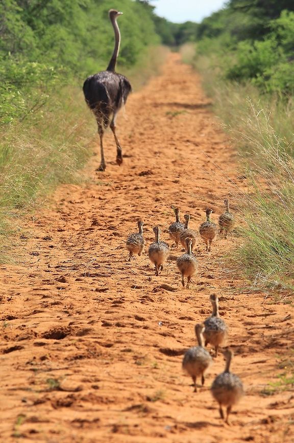Ostrich Family Run An Ostrich hen runs down a dirt road with her flock of chicks following.  Both Ostrich parents will care for the young, and defend them from enemies such as Jackals (canine predator) and Eagles.   Africa,Geotagged,Namibia,adorable,beautiful,chicks,color,cute,fantastic,free,funny,humor,magnificent,ostrich,run,wild,wildlife