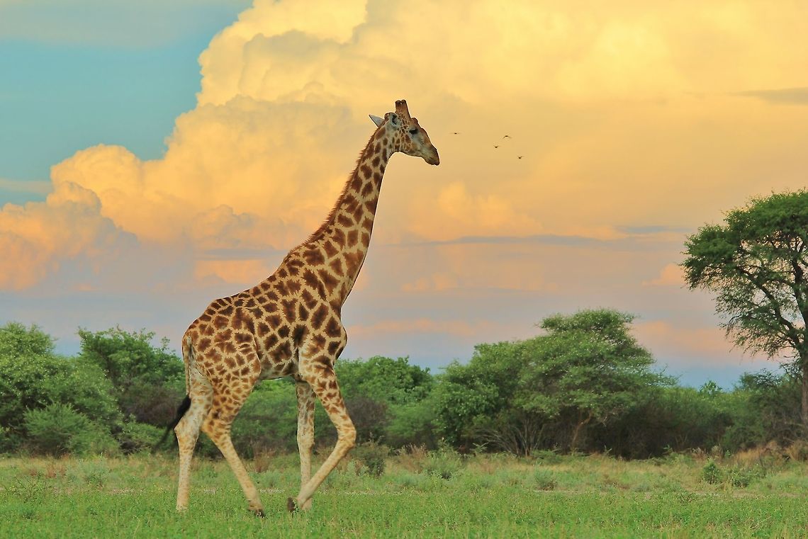 Giraffe Bull - The Rain is Coming For me this is a very special photograph, symbolizing the start of the rainy season.  In an arid and tough country, the rain means new life ... and the Circle of Life takes another loop.  This bull is in totally harmony with his environment, appreciating the gifts that the rain will bring.   Geotagged,Giraffa camelopardalis,Giraffe,Namibia,colorful,elegant,grace,harmony,magnificent,rain,storm,summer,weather,wild,wildlife